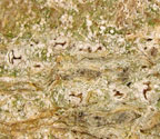 Arthonia pseudostromatica