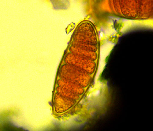 Arthonia pseudostromatica spore