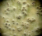 Astrothelium variolosum