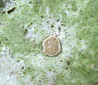 Calopadia floridana