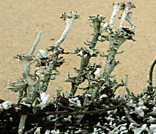 Cladonia cinerella