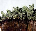 Cladonia santensis