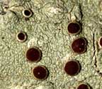 Lecanora hypocrocina