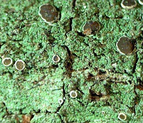 Malmidea granifera (another form)