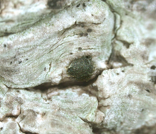 Monoblastia palmicola