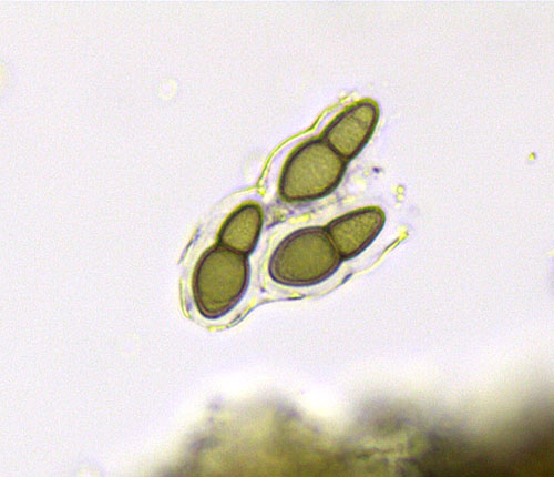 Mycomicrothelia apposita spores