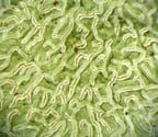 Platythecium floridanum
