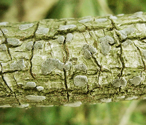 Sarcographa labyrinthica
