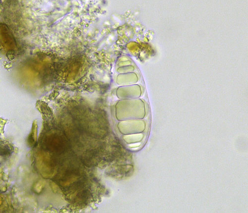 Stirtonia latispora ascospore