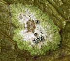 Strigula orbicularis