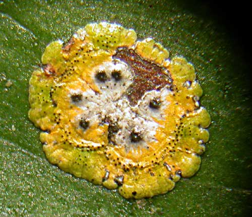 Strigula smaragdula