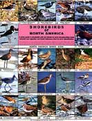 Color picture of Shorebirds of North America front page.