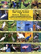 Color picture of Wading Birds And Their Allies of North America front page.