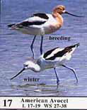 Photo of American Avocets as they appear in the guide showing winter and breeding plumages.
