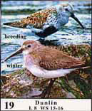 Photo of Dunlins as they appear in the guide showing winter and breeding plumages.