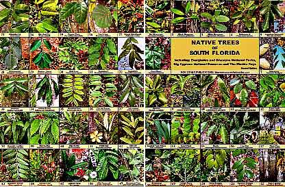 Native Trees of South Florida, Second Edition showing front and back page.