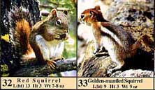 Red Squirrel and Golden-mantled Squirrel photos as they appear in guide.