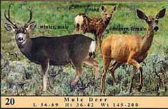 Mule Deer photo as it appears in guide; shows winter male, summer female and young.
