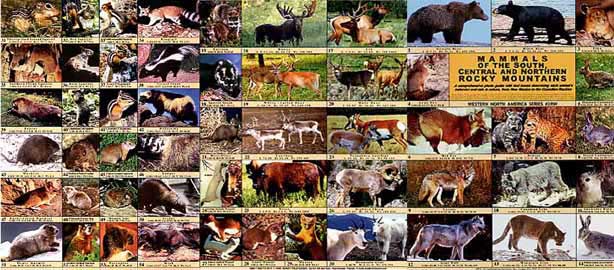 Outside view of Mammals of the South, Central and Northern Rocky Mountains field guide when open.