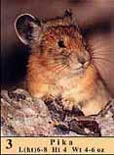 Photo of Pika as it appears in guide.