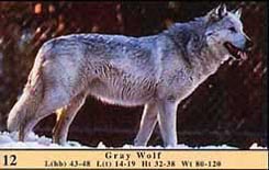 Photo of Gray Wolf as it appears in guide.