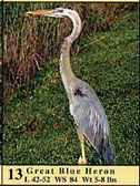 Photo of Great Blue Heron as it appears in guide.