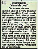Text box for Varnish Leaf, Dodonaea viscosa.