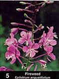 Photo of Fireweed as it appears in guide.