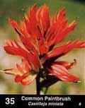 Photo of Common Paintbrush as it appears in guide.