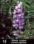 Photo of Silvery Lupine as it appears in guide.