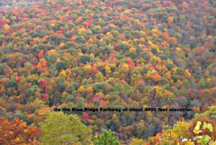 2003 fall foliage on Blue Ridge Parkway at about 4500 feet elevation.