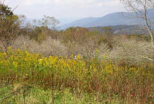 Nature Serve's Tom Govus and Rickie White and Rick Seavey among vegetation of Blue Ridge Parkway.