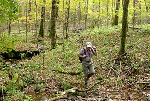 Tom Govus, Nature Serve, in Blue Ridge Parkway rich northern hardwood cove.