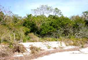 Gopher tortoise habitat on Middle Cape Sable, Everglades National Park before 2005 hurricanes.