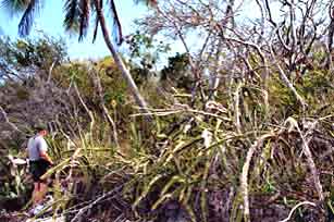 Twin Palms area Middle Cape, Everglades National Park before 2005 hurricanes.