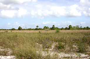 Northwest Cape prairie, Everglades National Park before 2005 hurricanes.