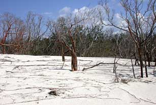 Trees buried in deep sand deposits on Cape Sable, Everglades National Park after 2005 hurricanes.