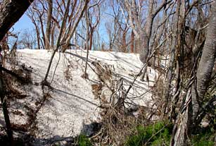 Deep sand deposit on Cape Sable, Everglades National Park after 2005 hurricanes.