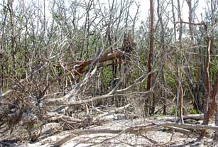 Uprooted gumbo limbo caught in downed buttonwood on Cape Sable, Everglades National Park after 2005 hurricanes.