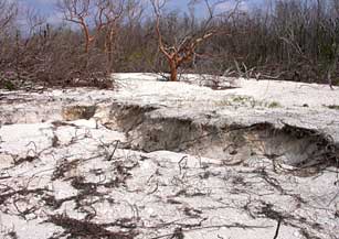 Exposed gopher tortoise tunnel Middle Cape, Everglades National Park after 2005 hurricanes.