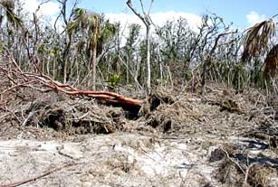 Hurricane/hammock debris piled behind Northwest Cape prairie, Everglades National Park after 2005 hurricanes.