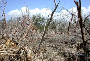 Hurricane/hammock debris piled behind Northwest Cape prairie, Everglades National Park after 2005 hurricanes.