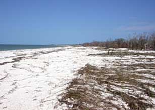 Beach and berm Cape Sable, Everglades National Park after 2005 hurricanes.