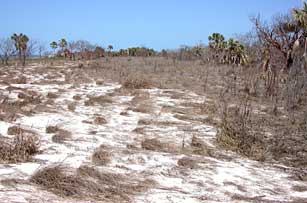 Northwest Cape Sable prairie after 2005 hurricanes.