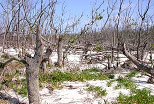 Stumps of snapped black mangroves on Cape Sable, Everglades National Park after 2005 hurricanes. 