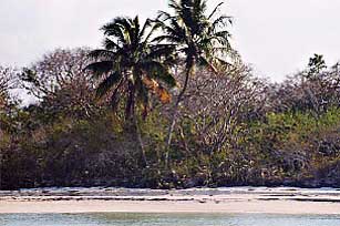 Twin Palms area Middle Cape, Everglades National Park before 2005 hurricanes.