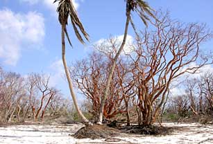 Twin Palms area Middle Cape, Everglades National Park after 2005 hurricanes.