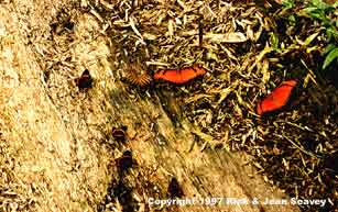 Beautiful butterflies at Project Amazonas, Peru.