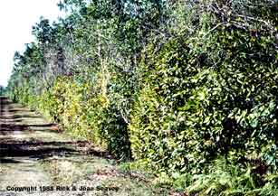 Shoebutton ardisia, Ardisia elliptica, in hammock understory in Everglades National Park, 1985.
