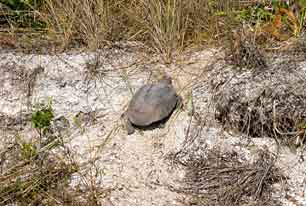 Everglades N P's Cape Sable Before And After Hurricanes Katrina And Wilma